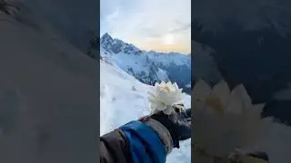 Snow Lotus Mantis (Snow Lotus)
