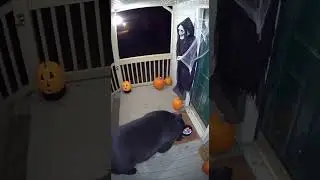 Bear Faints After Halloween Witch Moves! (Caught on Camera)