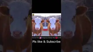 Cows Music Short 2 |  Cow Singing & Dancing