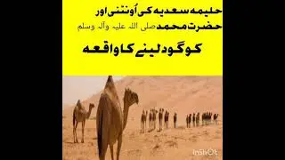 #She-Camel of Halima Saadia