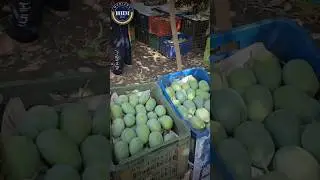 Mango Export By Sagar Agravat #hiiem #business