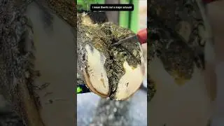 How to HELP a cow with TWO INJURED hooves!
