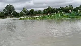Rangauli pond natural scene man made