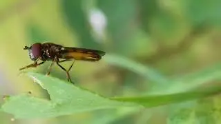 Melanostoma mellinum cleaning after eating. 20170828 120335  4xslower