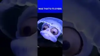 jellyfish with eyes💀