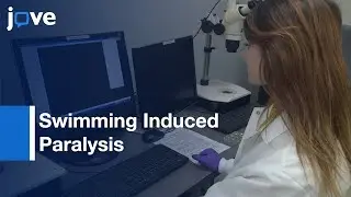 Swimming Induced Paralysis To Assess Dopamine Signaling In Caenorhabditis elegans l Protocol Preview