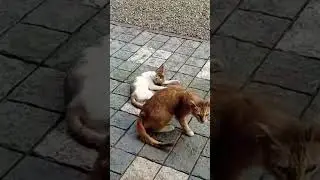 മുത്തുമണികൾ എവിടെ പോയി 😥#india#kerala#cat#lovers.