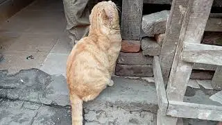This is a big orange tabby cat in the souk