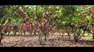 Cacau de Alta Produtividade/Fazenda Voo Livre