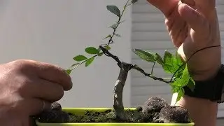 Bonsai Zero Celtis y Arce Negundo - Aclarando conceptos básicos