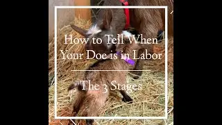 Signs your Doe is in Labor & The 3 Stages of Labor
