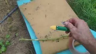 Očkovanie broskyne, peach grafting