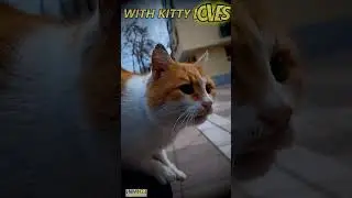 Friendly kitty with kitty love