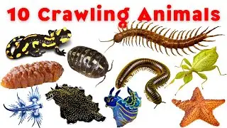 🐊10 Crawling Animals Names in English | Learn Crawling Animals names for Kids