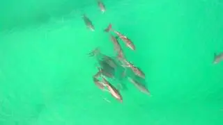 Dolphins in the Destin Harbor and Bay