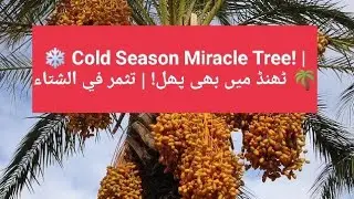 🌴 Winter Fruit Date Palm Tree | نخلة التمر التي تثمر في الشتاء | سردیوں میں پھل دینے والی خجور ❄️