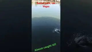 Almost caught a bass at Sunset Park Las Vegas! #fishing #bassfishing #largemouthbass