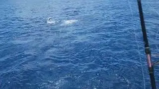 Catching Two Sailfish on Fly in Quepos Costa Rica