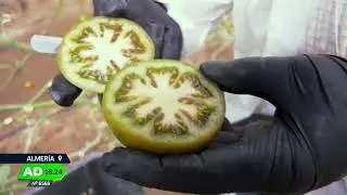El tomate Oyín, la nueva estrella de la huerta almeriense. Programa Andalucía Directo 12/02/2024