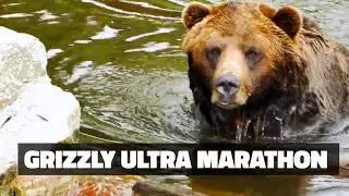 Grizzly Ultra Marathon