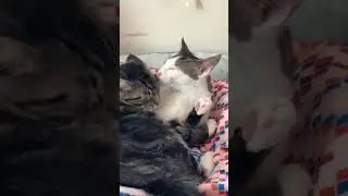 Video of adoptable pet named Clementine & Cleo-Pawtra