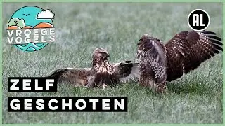 Buizerd versus ruigpootbuizerd | Zelf Geschoten | Vroege Vogels