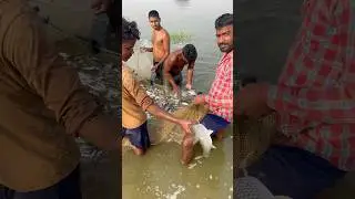 fish harvesting #fishing #aquaticpets #aquaculture #fish #fishpetfun #fishfarming #carpfishing