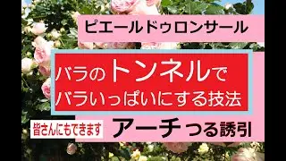 バラのトンネルで、バラいっぱいにする技法　アーチつる誘引