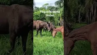 yeguada santa Isabel, criadero del caballo espa&ntilde;ol.