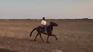 Owner :Shezad Shaikh ,Jockey :Imran bhoja ,Hansot
