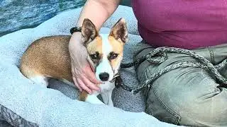 NEW! A5562590 Gabby | Jack Russell / Rat Terrier