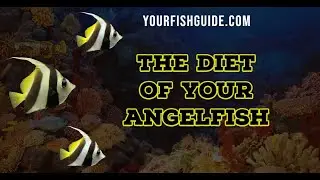 Два лучших продукта, которыми можно кормить рыбу-ангела | YourFishGuide.com