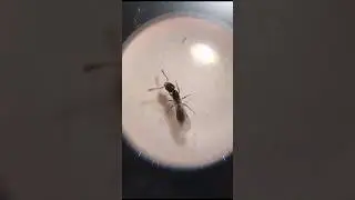 une ponerine en France !!! #myrm&eacute;cologie #animaux #myrmecology #insectes