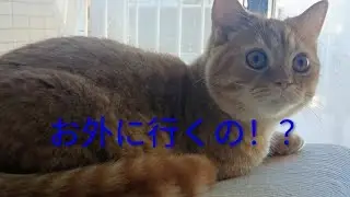 モーニングルーティン いつも通りの冬の朝   #Red tabby #Munchkin #ニャルソック #早朝  #オリジナルマグカップ  #マンチカン  #kitten #cat