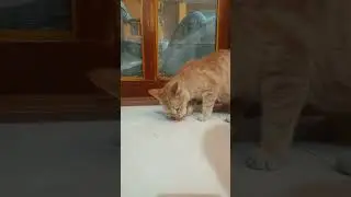Funny Pusy Cat Eating Meat | Tiny City Kids