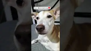 Fur-motivation🥰❤️ #baltik #furgirlsph #i_am_me #ghirasclan #aspin #furgirls #pets #dog
