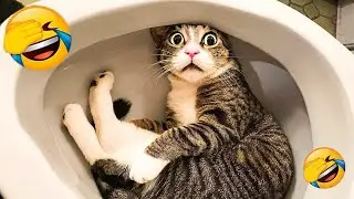 You Laugh You Lose 🐶 Funniest Cats and Dogs 2026😄 Part 3