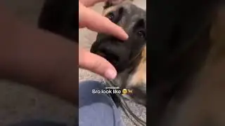 funny toothless dog 😂😂😂 #fypシ #animals #funny #fyp