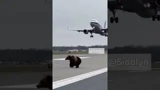Black Bear Runs Across Airport Runway as Plane Attempts to Land 😱✈️🐻 #shorts
