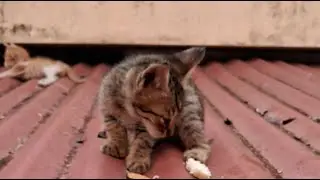 Cat play