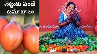 చెట్టుకు పండే టమాటాలు -Tree Tomato,Black Beauty Tomato #harvest @SaileelaVlogs #terracegarden