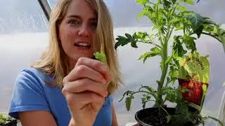 Tomato Tips That Actually Work: Steph's Secrets from Frost Farms Maine for a Juicy Harvest