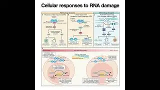 026-Cellular responses to RNA damage