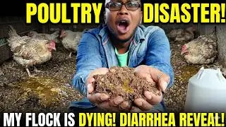 Diarrhea in Chickens: Causes, Signs & What to Do | Chicken | Poultry Farm | Farm design |