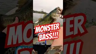 ABANDONED pond holds MONSTER BASS!!!! #bass #bassfishing #fishing #shorts