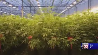Vermont's plan for a retail marijuana market sparks concern among coalition of advocacy groups