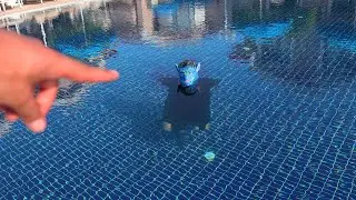 HAVUZDA BİRİSİ VAR ??!! (There is someone in the Pool)