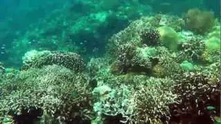 Tauchen Philippinen 2013 S&uuml;d Leyte, Napantau S&uuml;d
