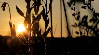 Sunset 2 - Free HD stock footage