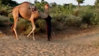 Very angry camel 🐫 attack on a man #Very angry camel 🐫 attack on a man # #anim